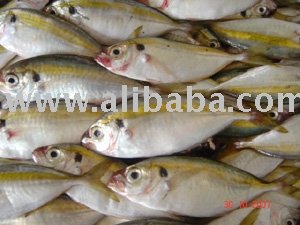 Sell  Frozen  Yellow Stripe  Trevally 