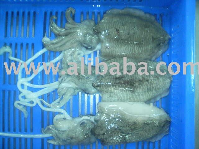 Sell Seafood From Yemen