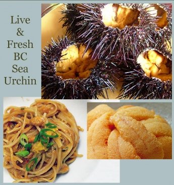 Live & Fresh BC Sea Urchin