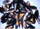 Mussels