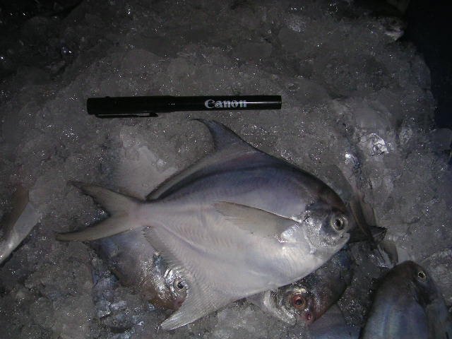 Silver Pomfret