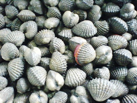 Cockle Ark Shell