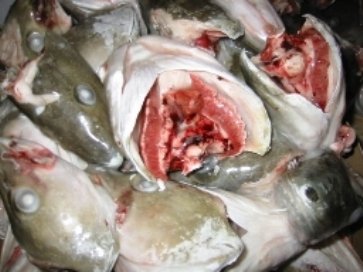 Atlantic Cod Head