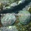 Wild Paua
