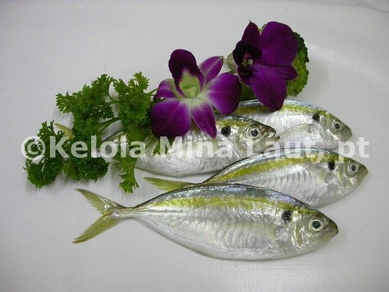 Yellow Trevally