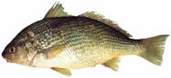 Argentine croaker