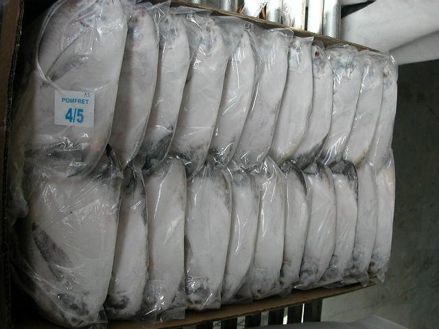 Frozen Silver Pomfret