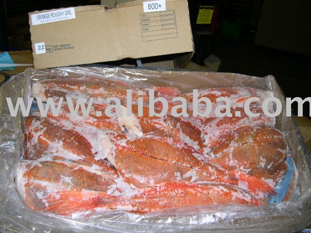 Orange Roughy H & G