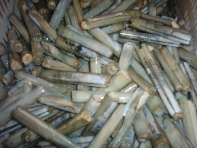 Razor Clam