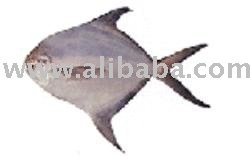 Dried Silver Pomfret Salted