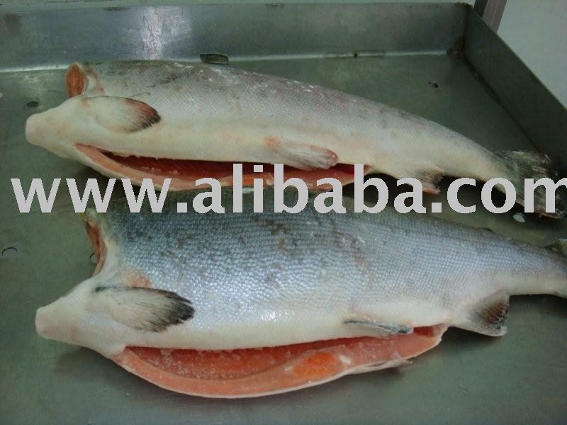 salmo salar hg