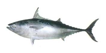 Kawakawa