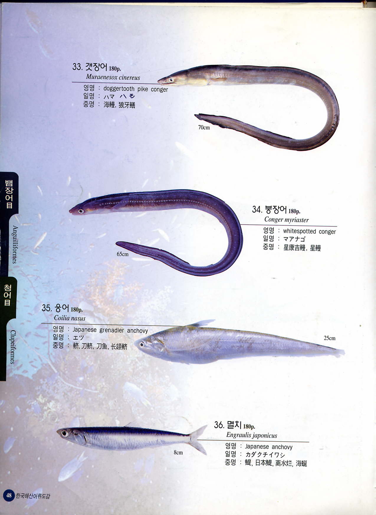 Whitespotted Conger