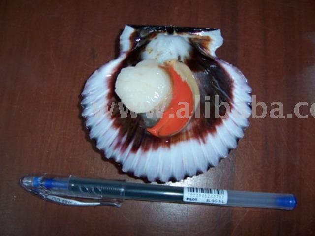 Live Ensis Sp-Live Abalones-Live Fan Shells-Live Crab-Live Protothacataca Clams