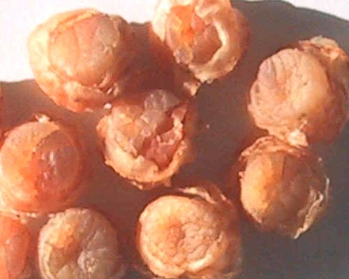 Seasoned Dried Scallop