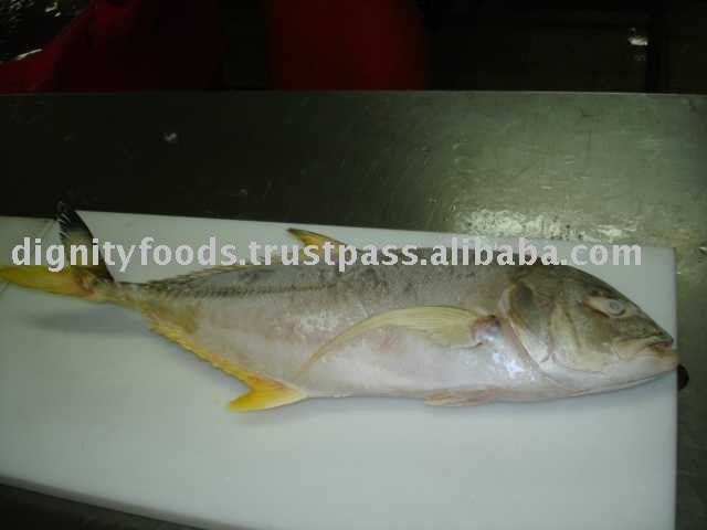Frozen Black Tip Trevally