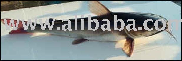 Gafftopsail Catfish (Bagre marinus)