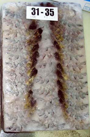 Frozen Black Tiger Tail On Block