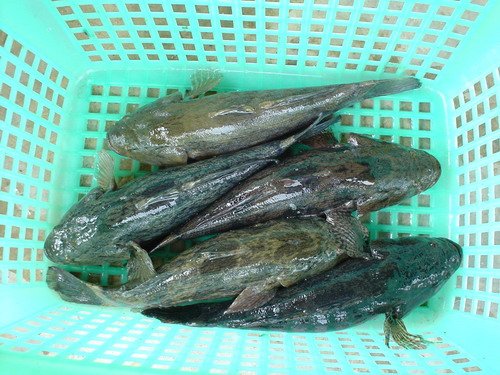 Sand Goby
