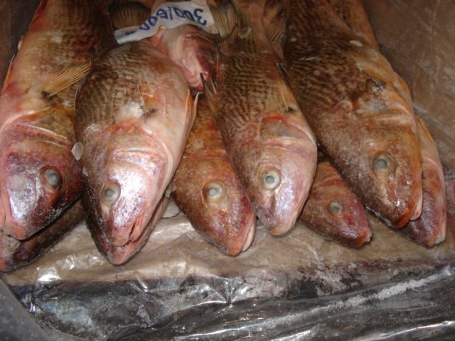 Yellow Croaker