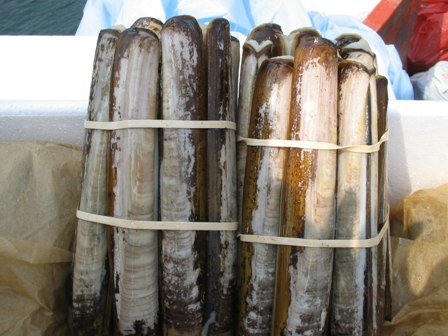 Razor Clams