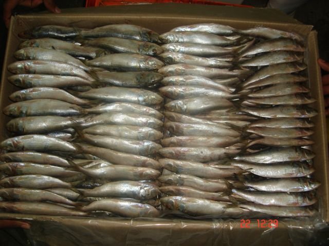 Ribbonfish Whole Round