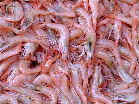 shrimp shells for sale .