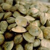 CLAMS