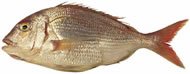 Red Porgy / Sea Bream