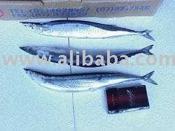 Pacific Saury