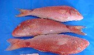 Red Mullet