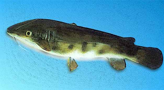 ELECTRIC CATFISH