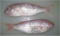 Threadfin Bream