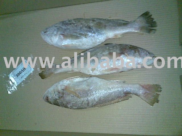 Silver Croaker