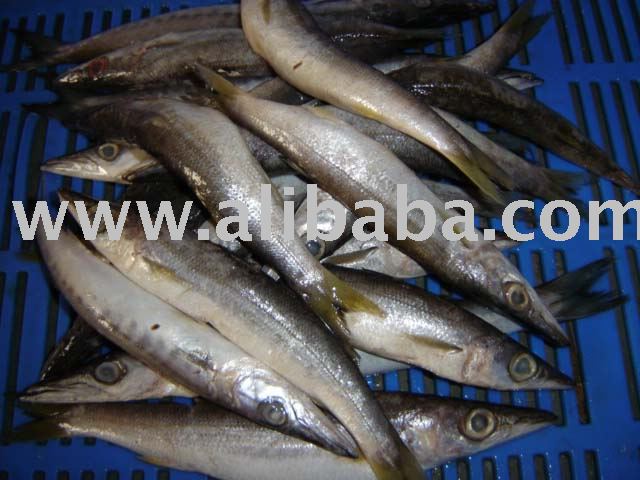 Frozen Baracuda Whole Round