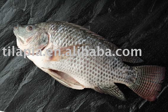frozen tilapia(gutted and scaled)