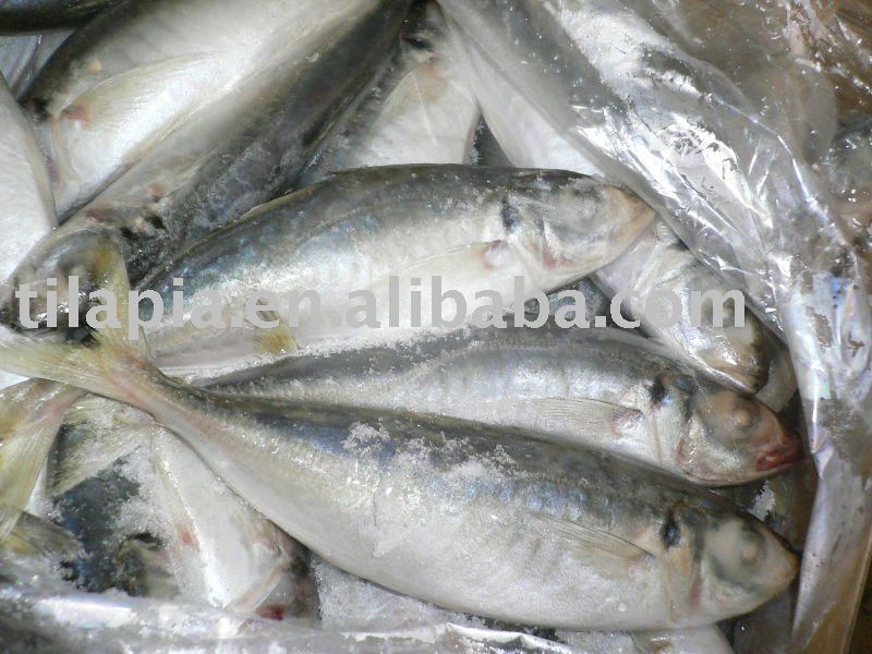 frozen horse mackerel