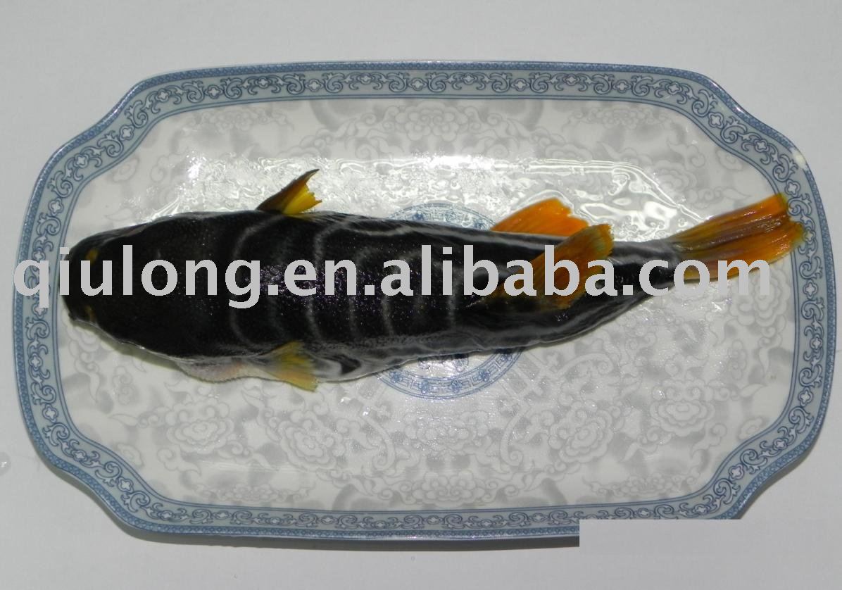 frozen seafood ( fugu )