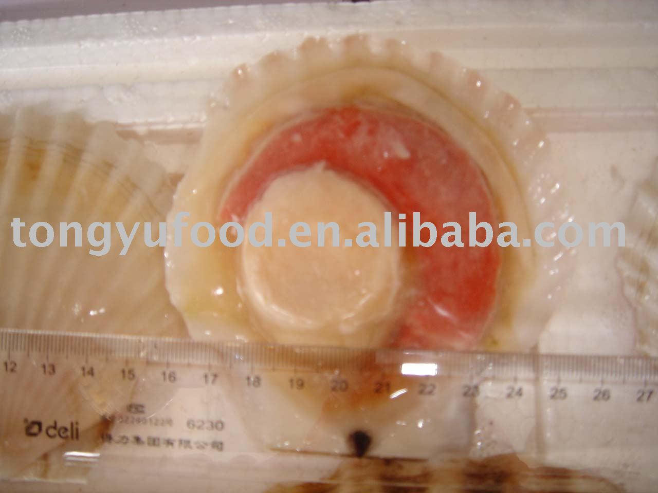 Ezo scallop (Patinopecten yessoensis)