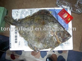 Stone Flounder Whole