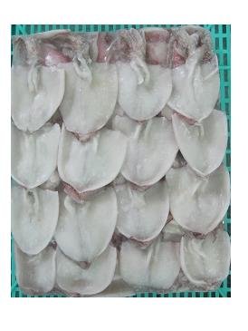 octopus, cuttlefish, squid