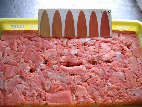  chum   salmon   block 