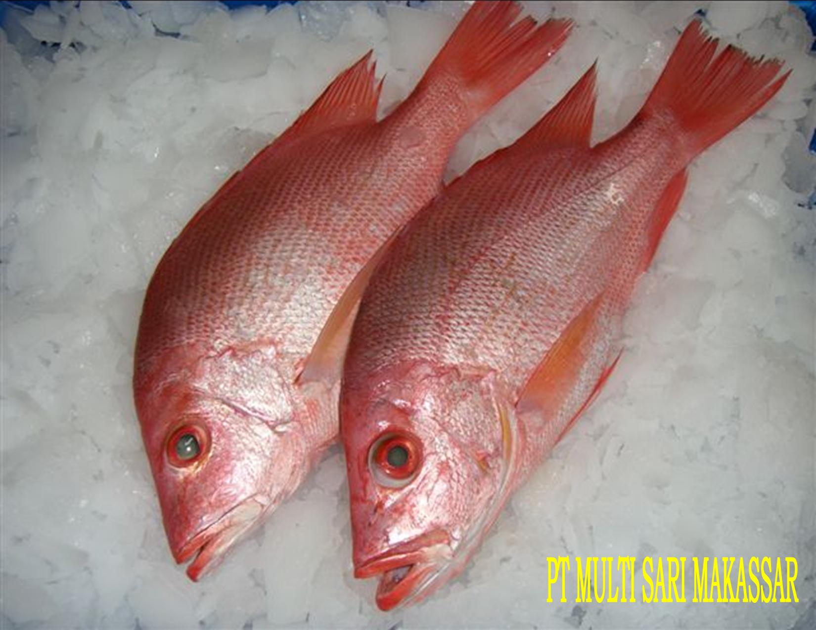 SCARLET SNAPPER
