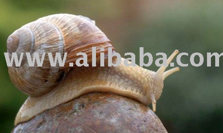 helix aspersa petit gris