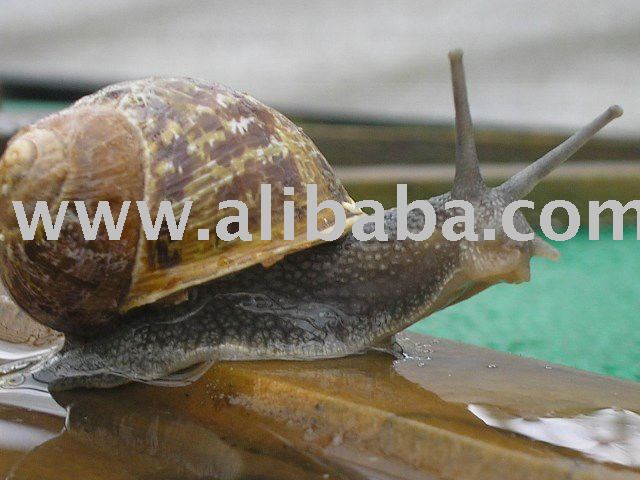 Cryptomphalus aspersus