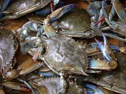 FROZEN WHOLE BLUE SWIMMING CRAB female
