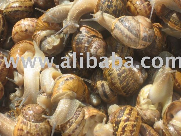 Cantareus aspersus