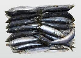FROZEN SARDINE