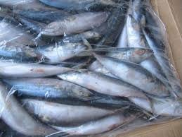  land  frozen   mackerel 