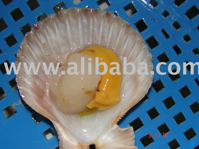 Clam Meretrix Lyrata From Vietnam